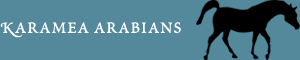 Karamea Arabians